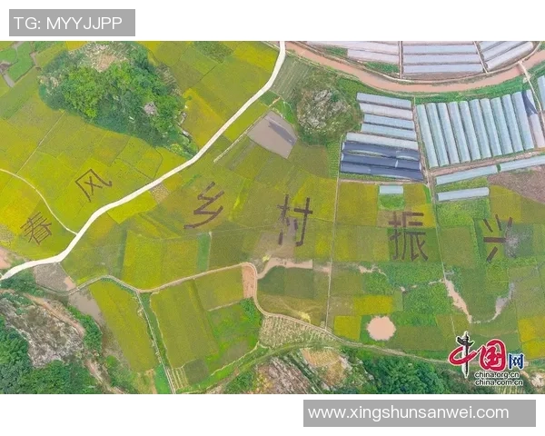 黑曜石足球星卡市场价值分析及其投资潜力探讨